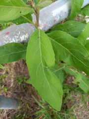 Gymnanthemum amygdalinum