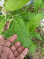 Gymnanthemum amygdalinum