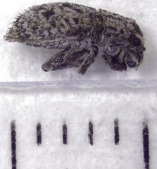 Floresianus sordidus