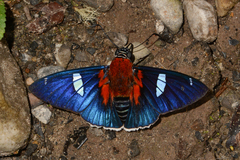 Yanguna cometes