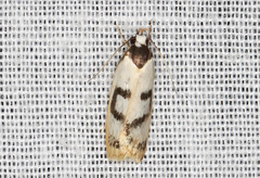 Eulechria sigmophora