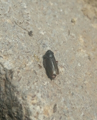 Hemiptera