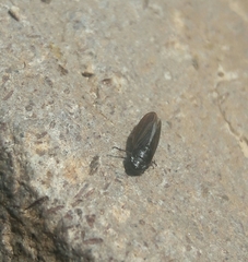 Hemiptera