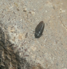 Hemiptera