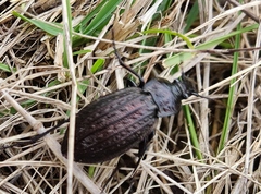 Carabus rugosus celtibericus