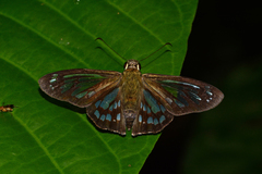 Phanus vitreus