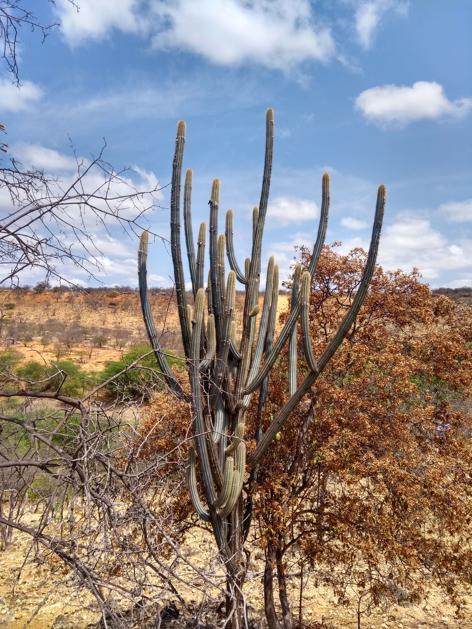 Pilosocereus pachycladus ssp. pernambucoensis