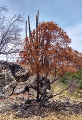 Cordia incognita