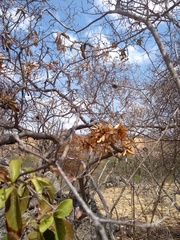 Cordia incognita