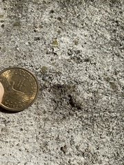 Endocarpon pallidulum