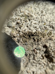 Endocarpon pallidulum