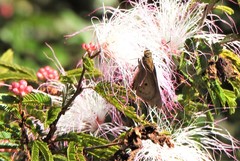 Nyctelius paranensis