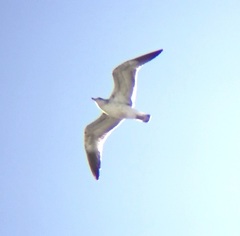 Larus occidentalis