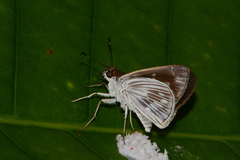 Vettius fuldai