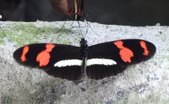 Heliconius telesiphe