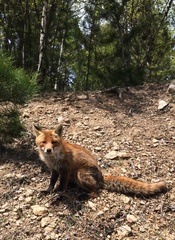 Vulpes vulpes ichnusae