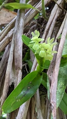 Epidendrum hunterianum