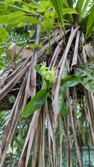 Epidendrum hunterianum