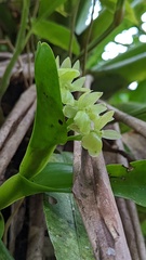 Epidendrum hunterianum