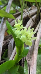 Epidendrum hunterianum