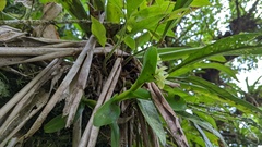 Epidendrum hunterianum