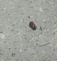 Coleoptera