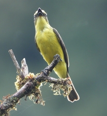 Conopias cinchoneti