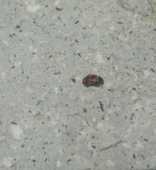 Coleoptera