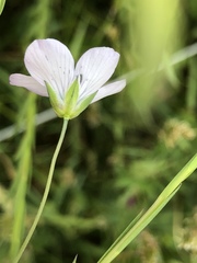 Linum bienne