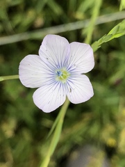 Linum bienne
