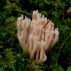 Ramaria gracilis
