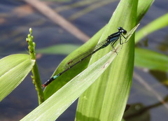 Agriocnemis forcipata