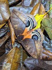 Automeris postalbida