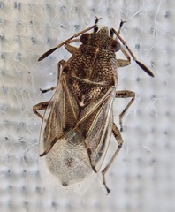 Nysius senecionis