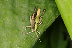 Silvitettix territus