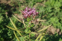 Polanisia dodecandra riograndensis