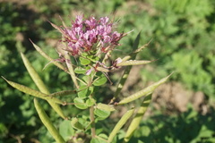 Polanisia dodecandra riograndensis