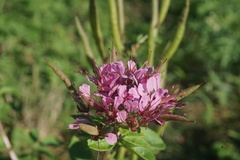 Polanisia dodecandra riograndensis