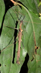 Pseudophasma andreaszomproi