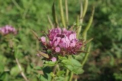 Polanisia dodecandra riograndensis