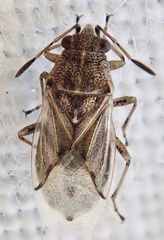 Nysius senecionis
