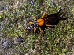 Carcinophora americana