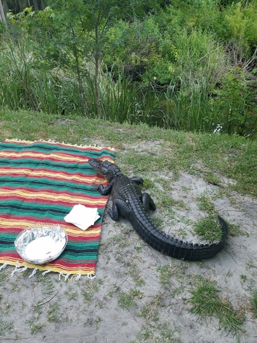 American Alligator photographed in Florida