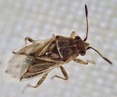 Nysius senecionis