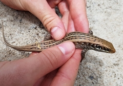Chioninia vaillantii