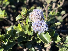 Ceanothus decornutus