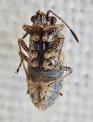Nysius senecionis