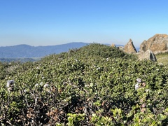 Ceanothus decornutus