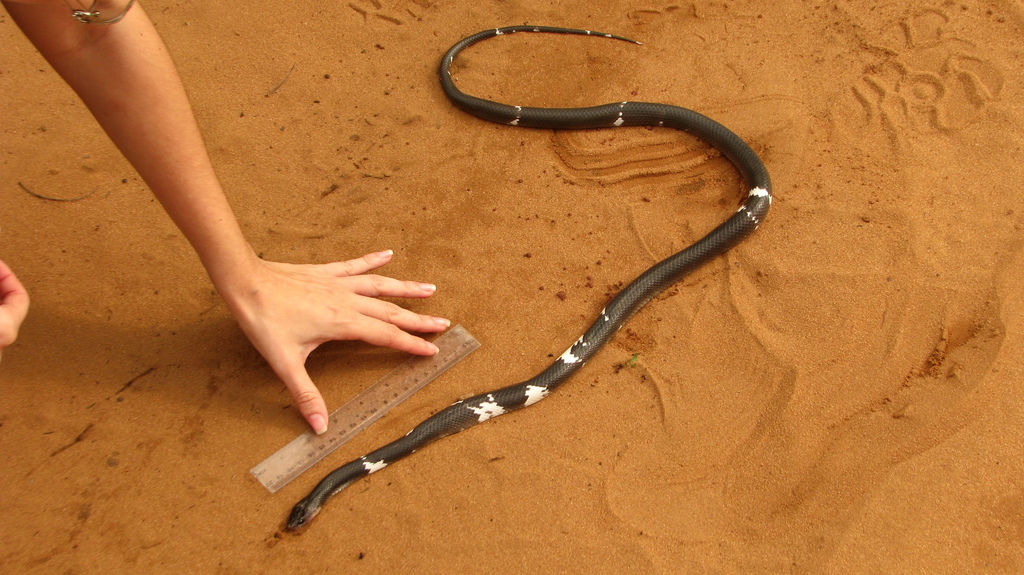 Cobra-preta (Pseudoboa nigra) · BioDiversity4All