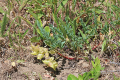 Astragalus lentiginosus salinus